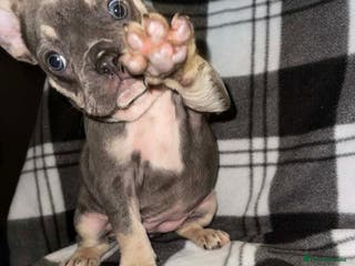 French Bulldog dogs Beautiful French bull dog puppies - Advert 5