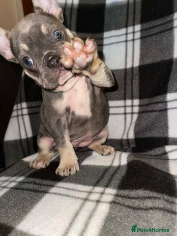 French Bulldog dogs Beautiful French bull dog puppies - Advert 1