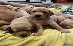 Labrador Retriever dogs for sale: Smart Labrador Retrievers For Sale - Image 8