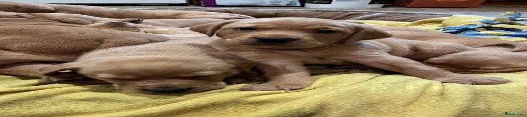 Labrador Retriever Puppy 2