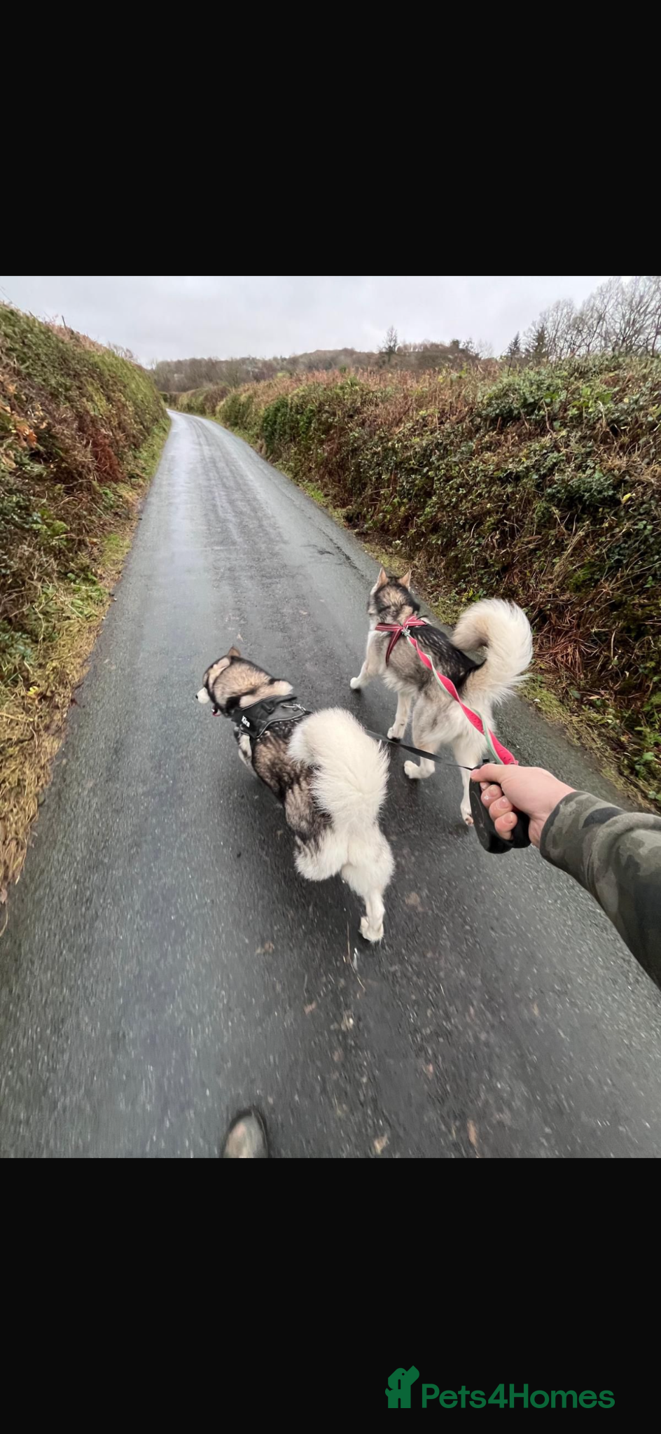 Alaskan Malamute dogs for sale: K.C Registered Quality Alaskan Malamute Puppies - Advert 4