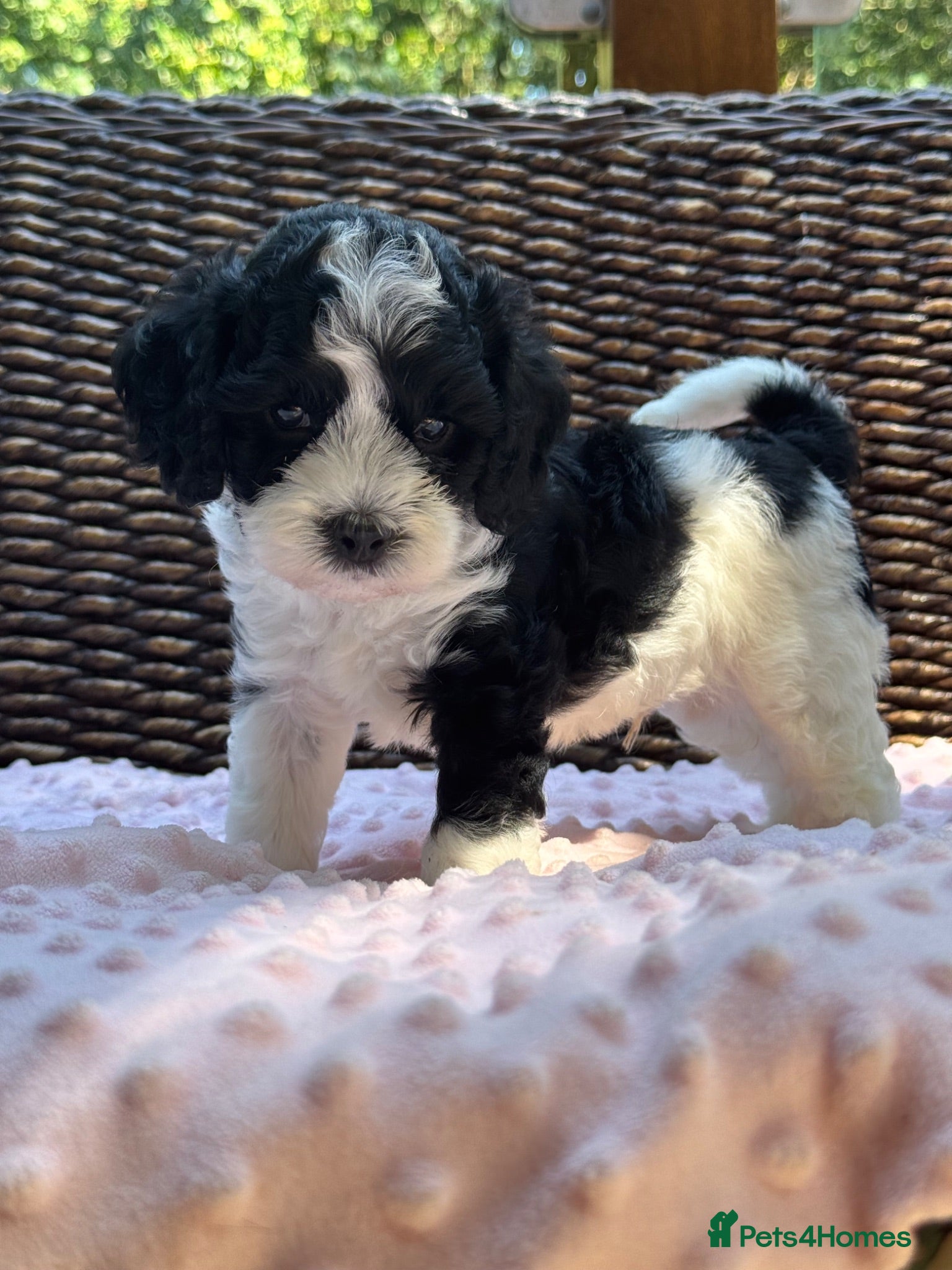 Cockapoo dogs Rare AMERICAN toy cockapoo boy available - Advert 2