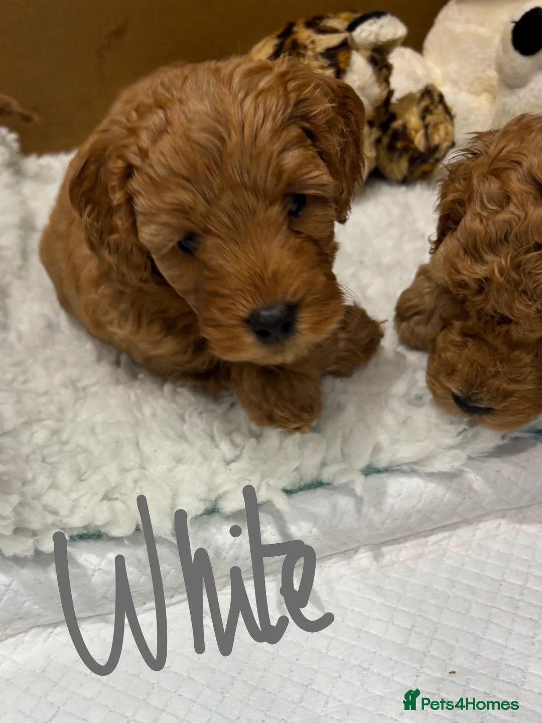 Mixed Breed dogs for sale: Miniature Double Doodles - Advert 17