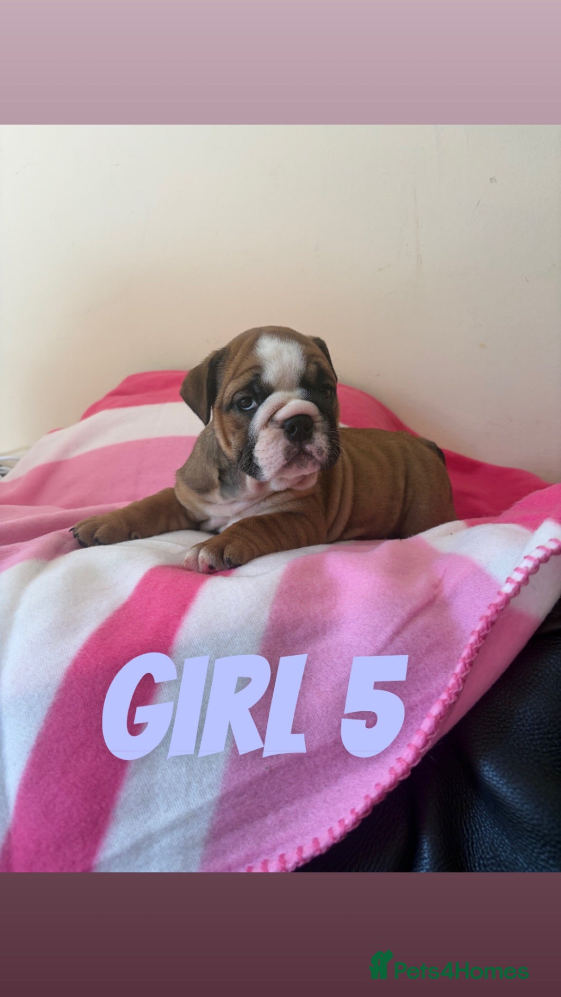 English Bulldog dogs 3 beautiful girls available healthy Traditional  - Advert 4