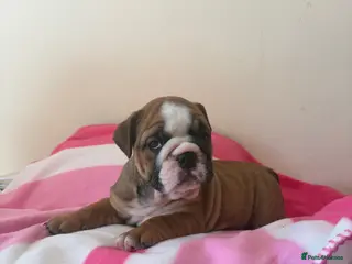 English Bulldog dogs 3 beautiful girls available healthy Traditional - Advert 4