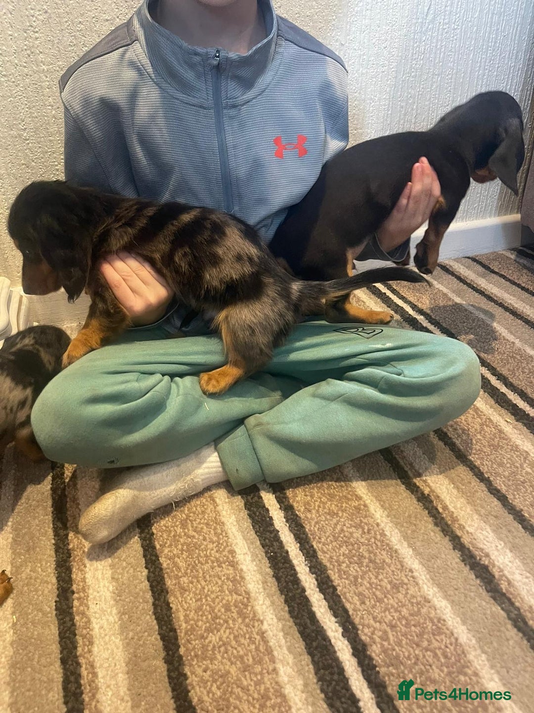 Dachshund dogs for sale: Stunning dachshund puppies for sale males  - Image 7