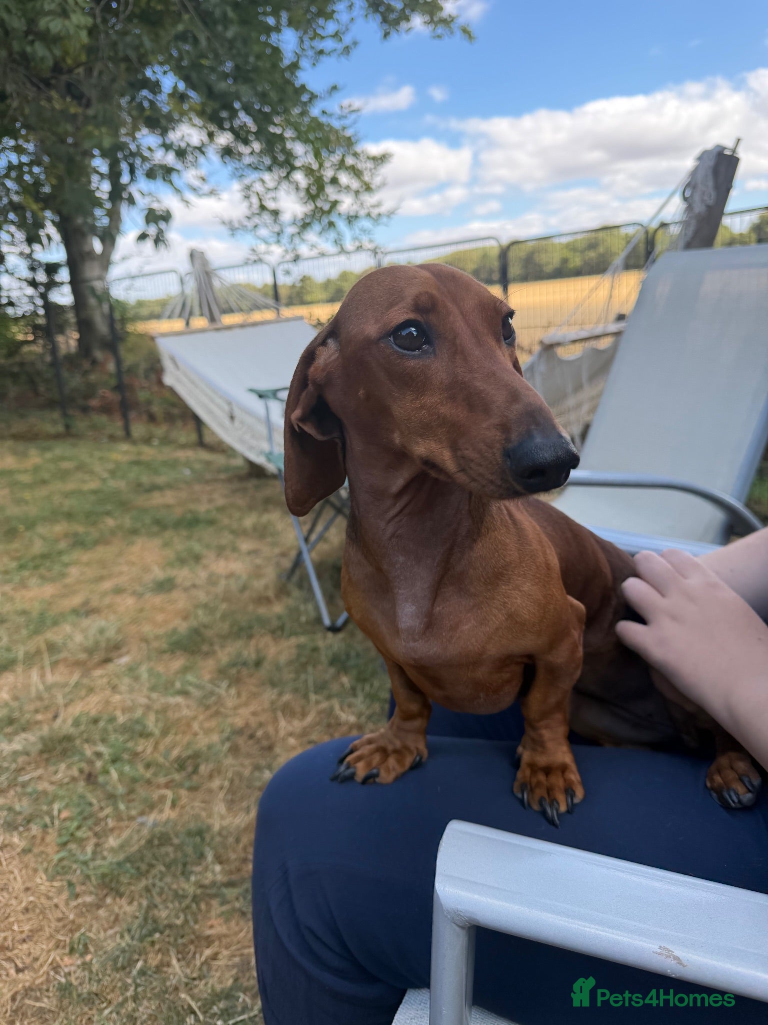 Miniature Dachshund dogs Miniature Smooth Red Dachshund Female - Advert 1
