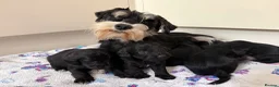 Miniature Schnauzer dogs for sale: Beautiful Litter Mini Schnauzer X Mini Poodle - Advert 13