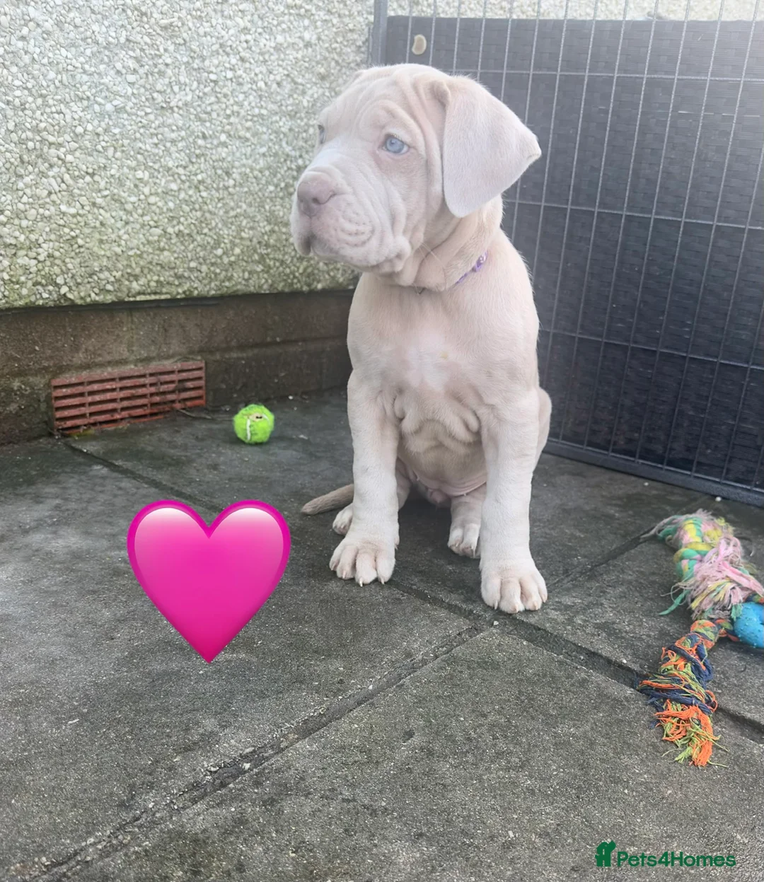 Mixed Breed dogs for sale: Presa X Neo puppies R2G! last available female  - Advert 21