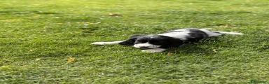 Cocker Spaniel 4