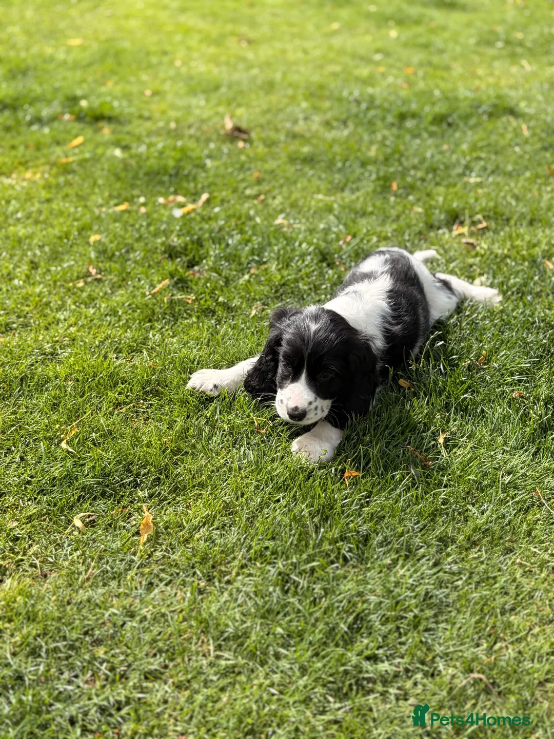 Cocker Spaniel dogs for sale: Show Cocker Pups Ready Now⭐️ - Advert 19