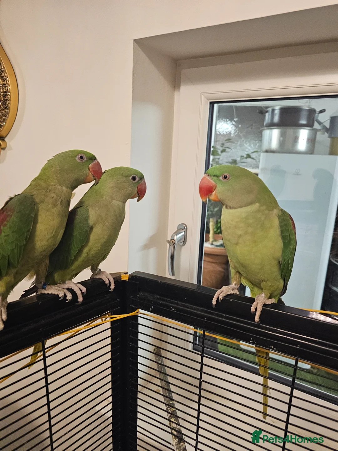 Parakeets birds for sale: Alexandrine parakeet in Derby - Advert 2