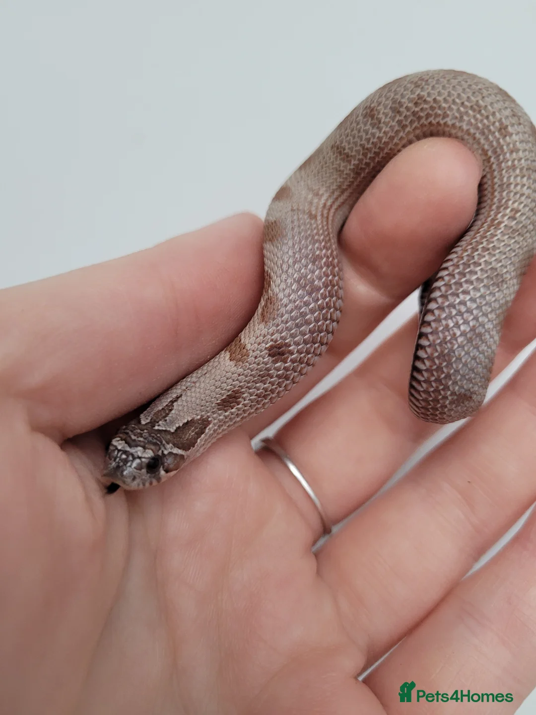 Snake reptiles for sale: Western Hognose babies From £100 - Advert 7