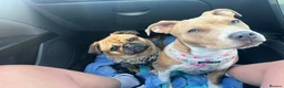 Mixed Breed dogs for sale: Female staffy cross  - Advert 10