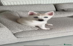 Pomsky dogs for sale: Blue eyed pomsky  - Image 4