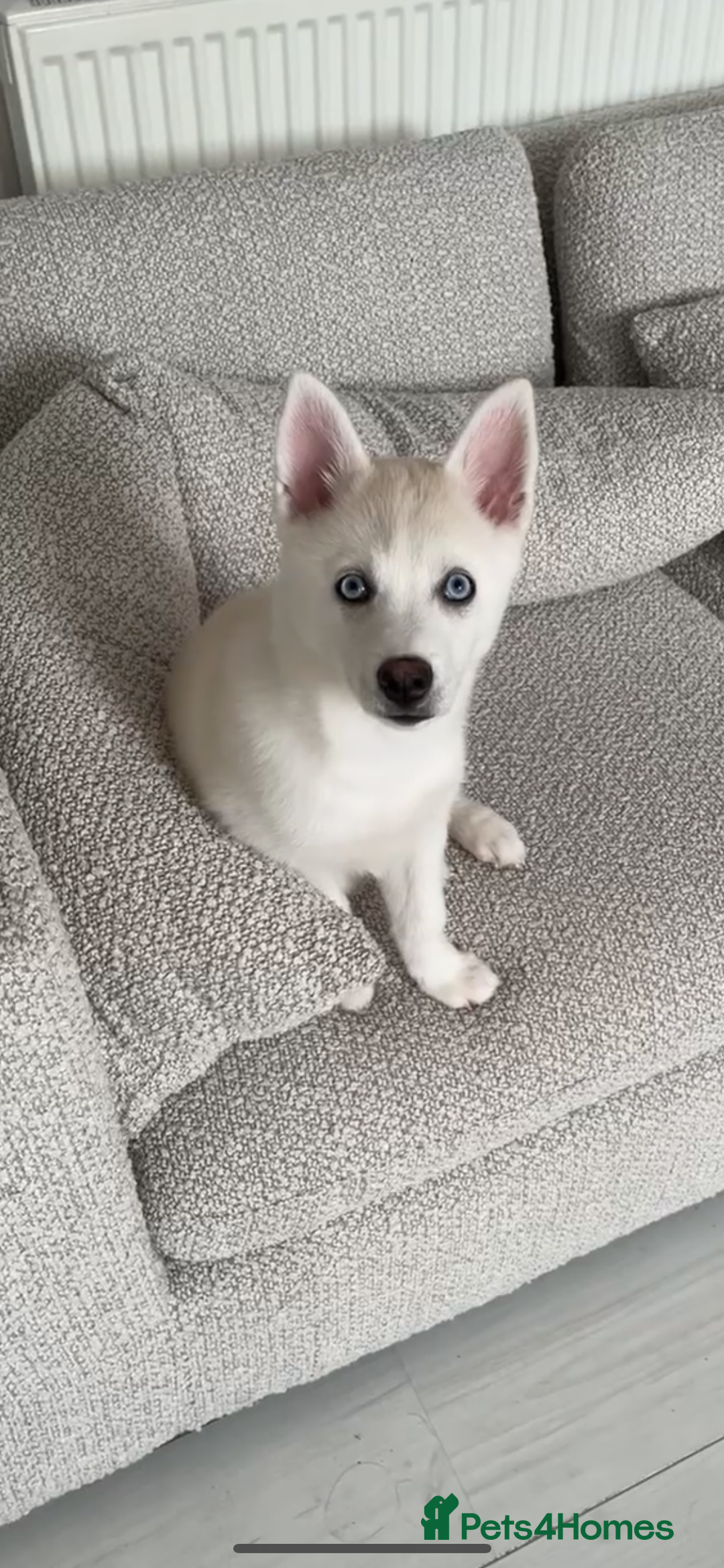 Pomsky dogs for sale: Blue eyed pomsky  - Image 4