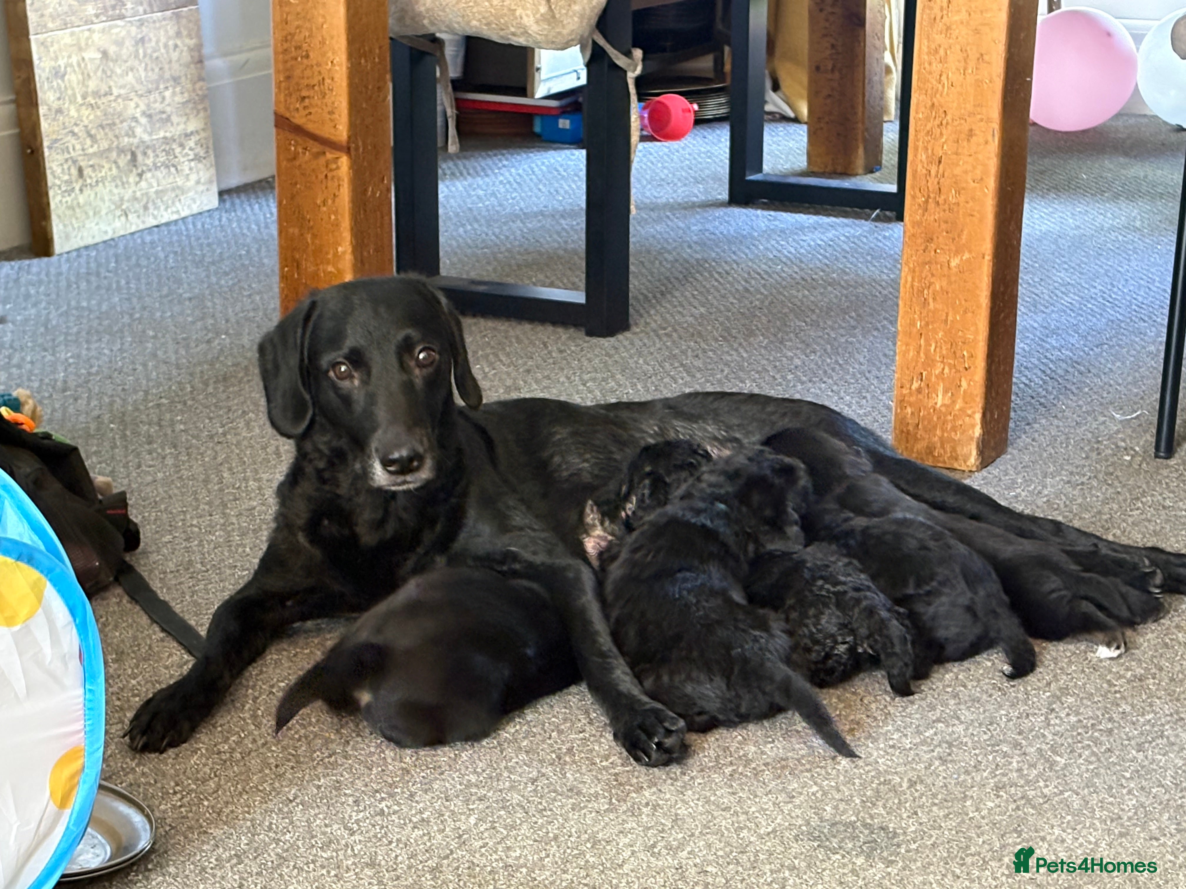 Mixed Breed dogs Shepradore Puppies - Advert 2