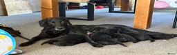 Mixed Breed dogs for sale: Shepradore Puppies - Advert 2