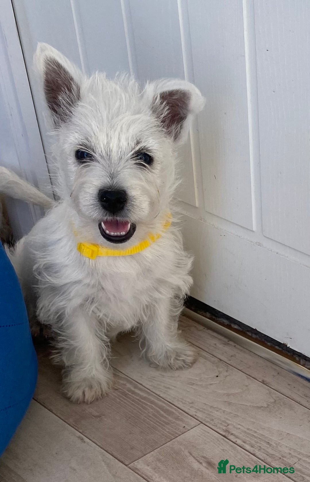 West Highland Terrier dogs for sale: Adorable WestHighland White Pups - Image 8