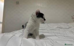 Mixed Breed cats for sale: 3 beautiful kittens looking for new home - Image 17