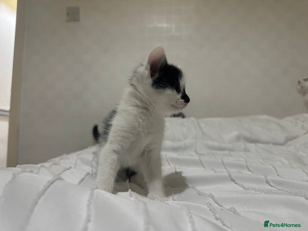 Mixed Breed cats for sale: 3 beautiful kittens looking for new home - Image 17