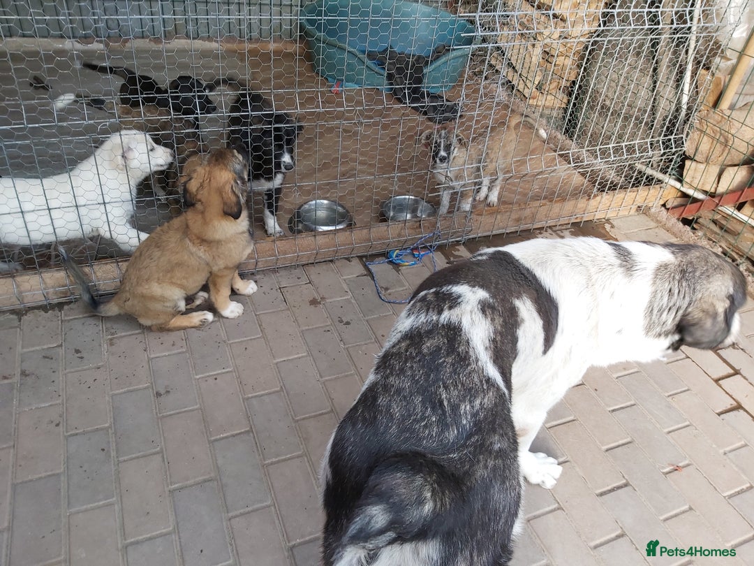 Mixed Breed dogs for adoption: Meet Little BEAR, a Lovely but naughty Boy... - Image 17