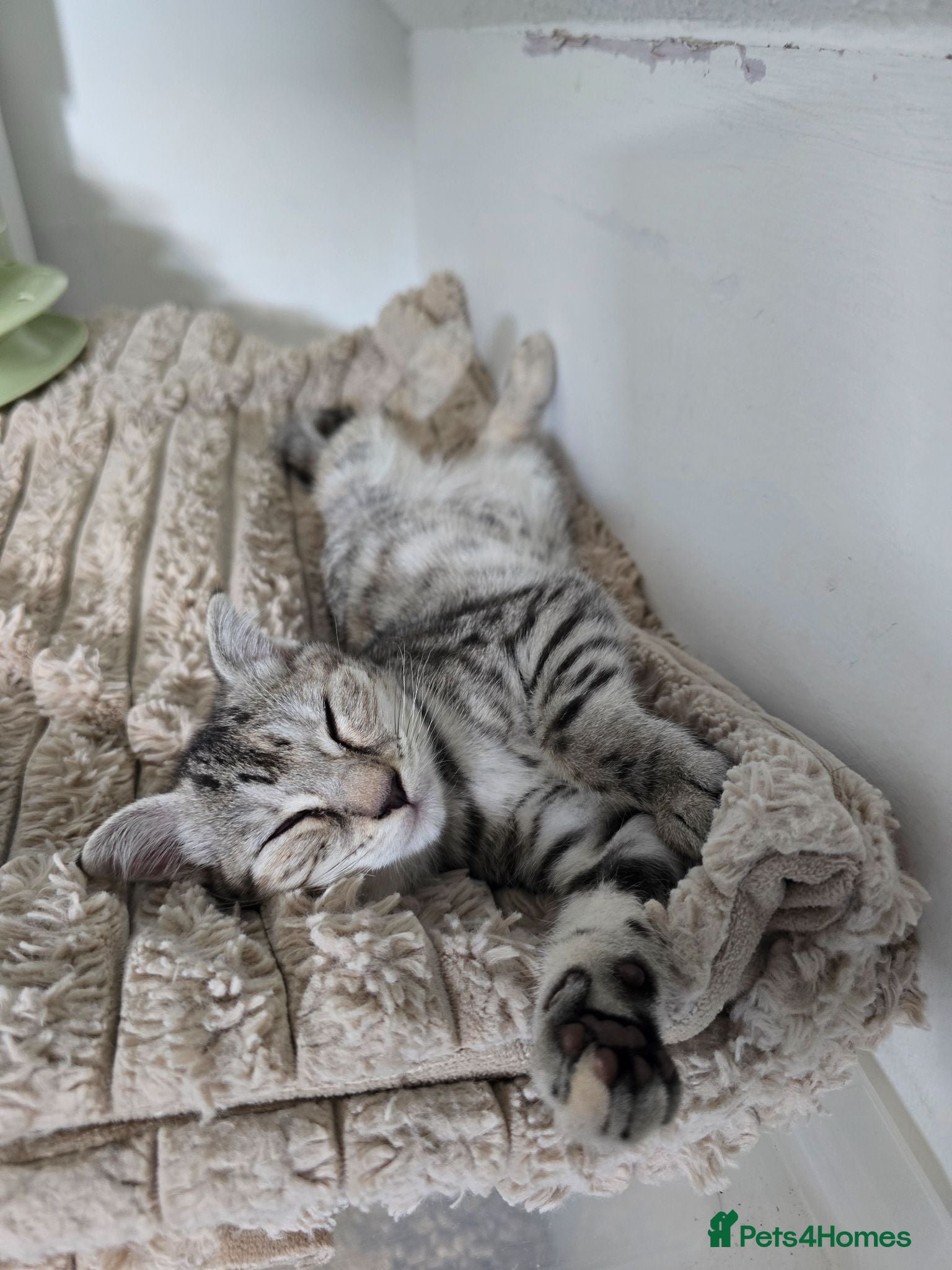 Bengal cats *READY NOW 2 GIRLS*Snow Bengal X kittens - Advert 1