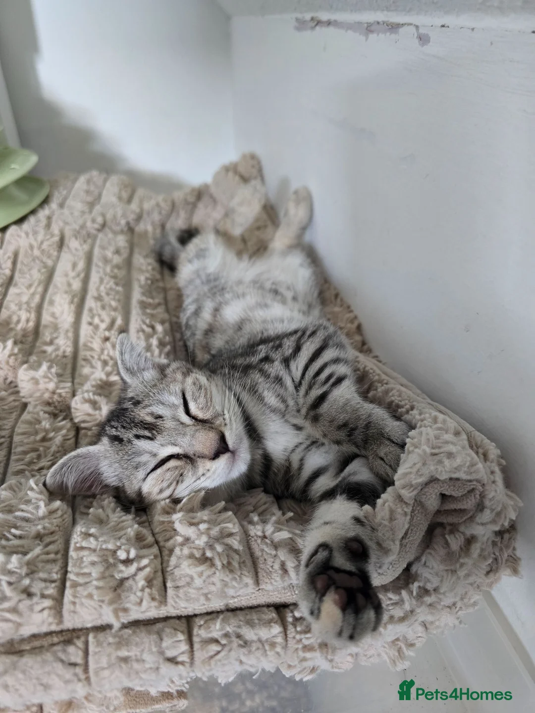 Bengal cats for sale: *READY NOW 2 GIRLS*Snow Bengal X kittens - Advert 1