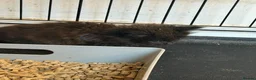 Mixed Breed cats for sale: 4 kittens for sale  - Advert 9