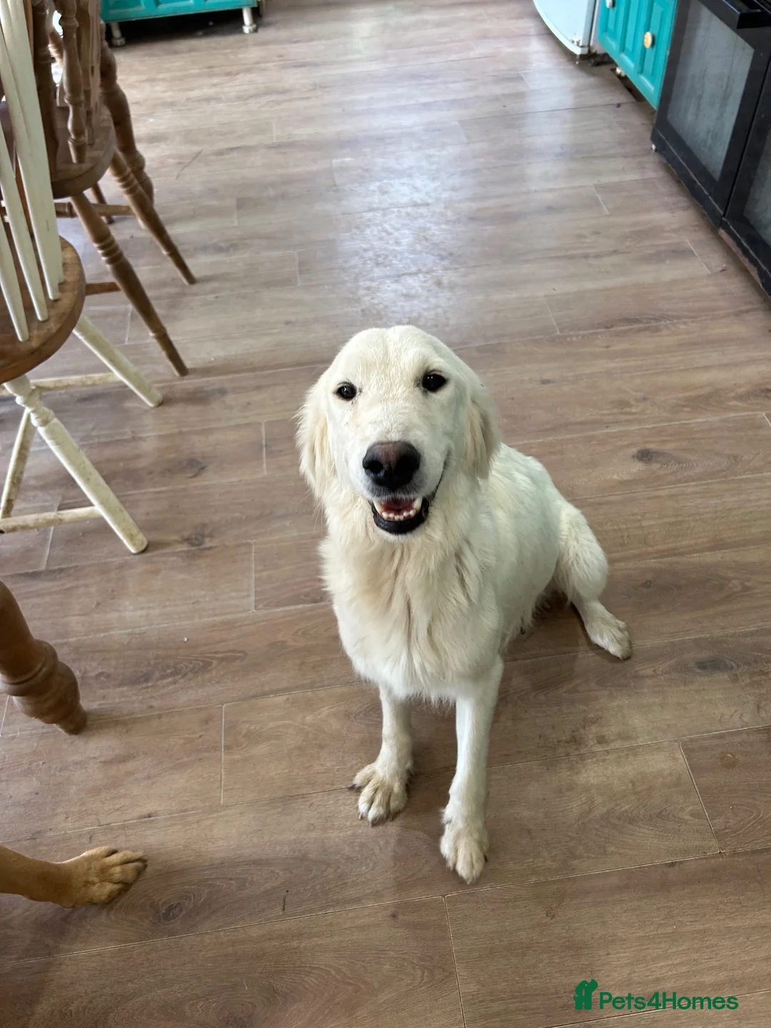 Golden Retriever dogs for sale: Golden retriever puppies  - Advert 2