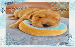Australian Labradoodle dogs for sale: Stunning red F1b Australian Labradoodle puppies  - Image 16