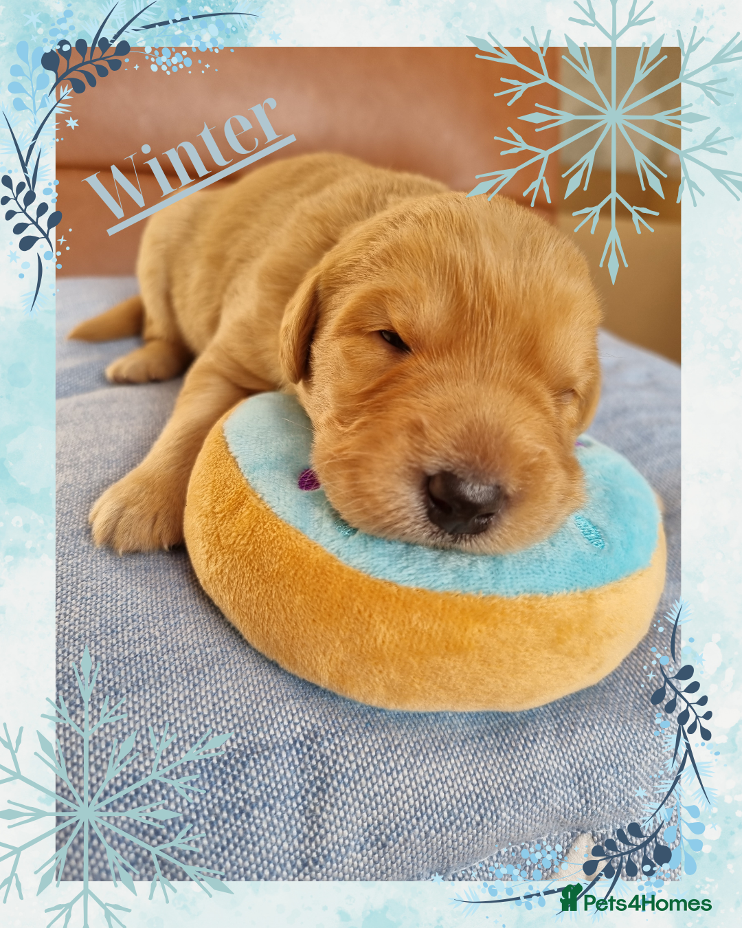 Australian Labradoodle dogs for sale: Stunning red F1b Australian Labradoodle puppies  - Image 16