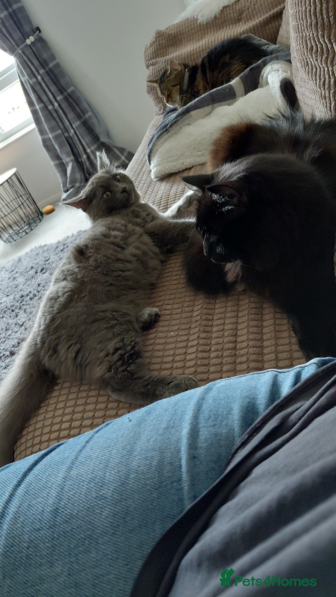 Mixed Breed cats for sale: 2 gorgeous boys for rehome - Advert 8