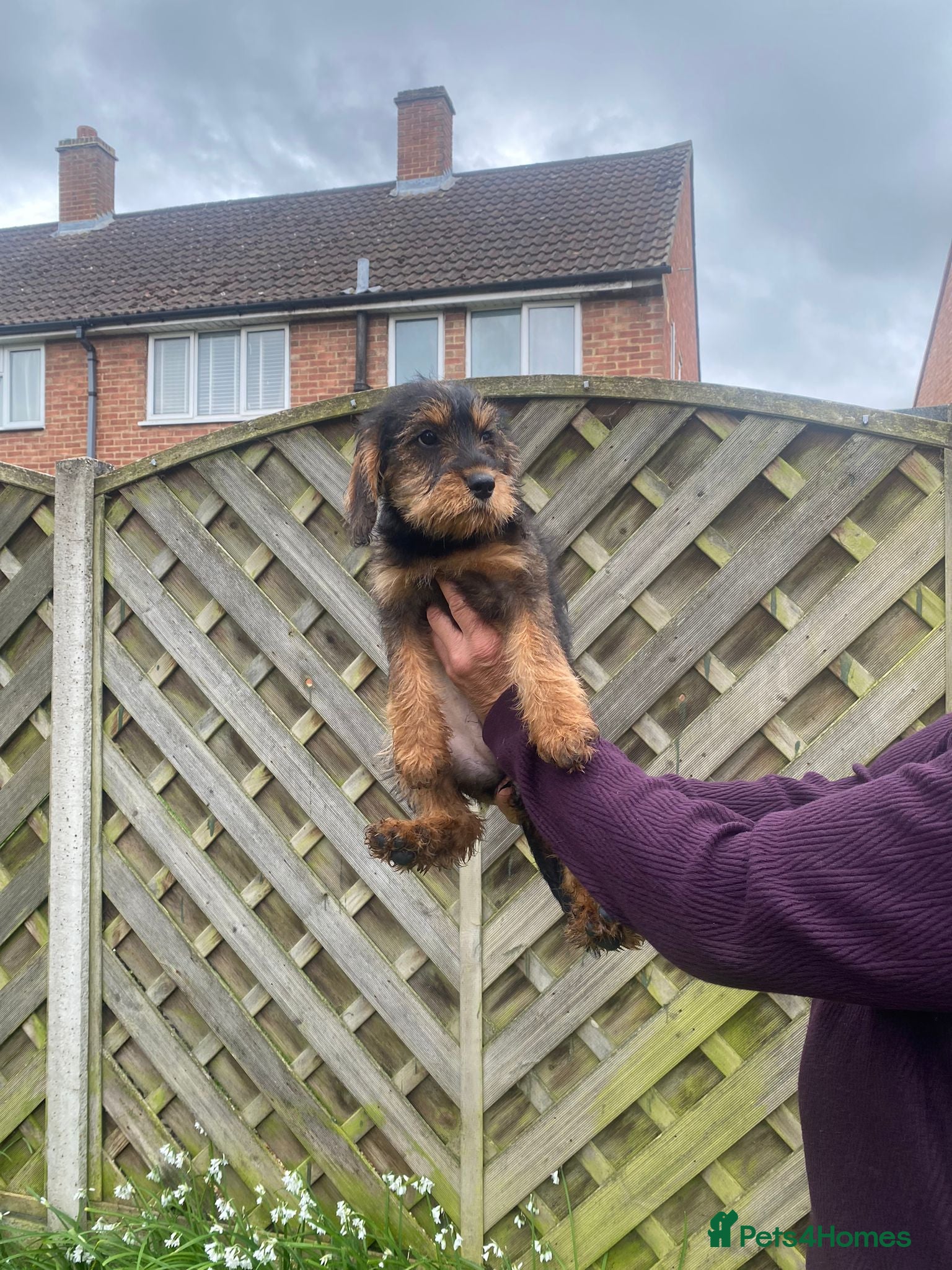 Schnoodle dogs Miniature schnoodle - Advert 3