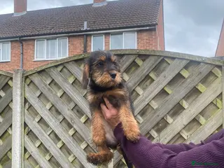 Schnoodle dogs Miniature schnoodle - Advert 4