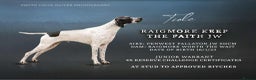 Pointer dogs for sale: Beautiful Pointer Puppies - Advert 3