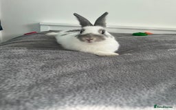 Dutch rabbits for sale: Male Rabbit For Sale - Image 2