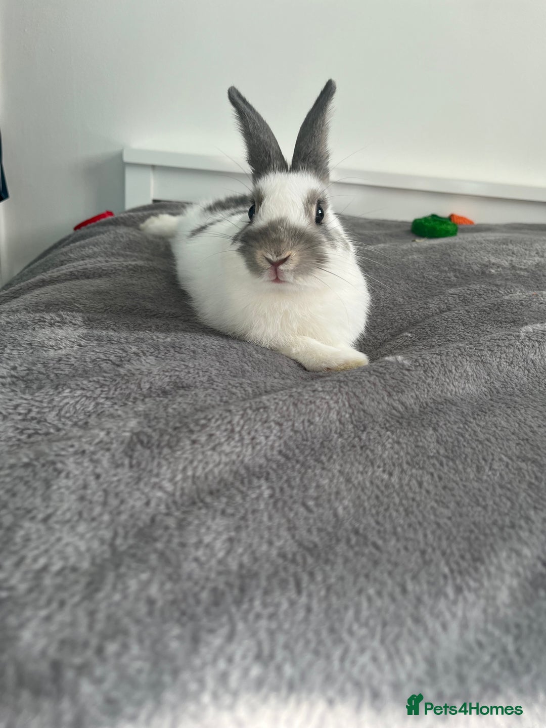 Dutch rabbits for sale: Male Rabbit For Sale - Image 2