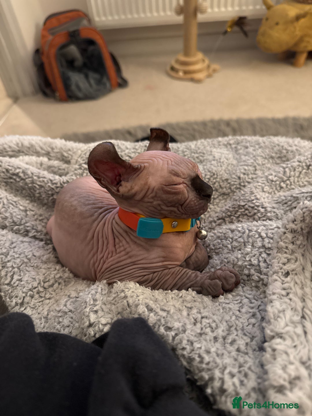 Sphynx cats for sale: Sphynx - Image 4