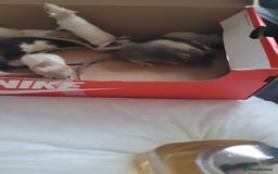 Rat rodents for sale: Male and female rats ❤️💙 - Image 1