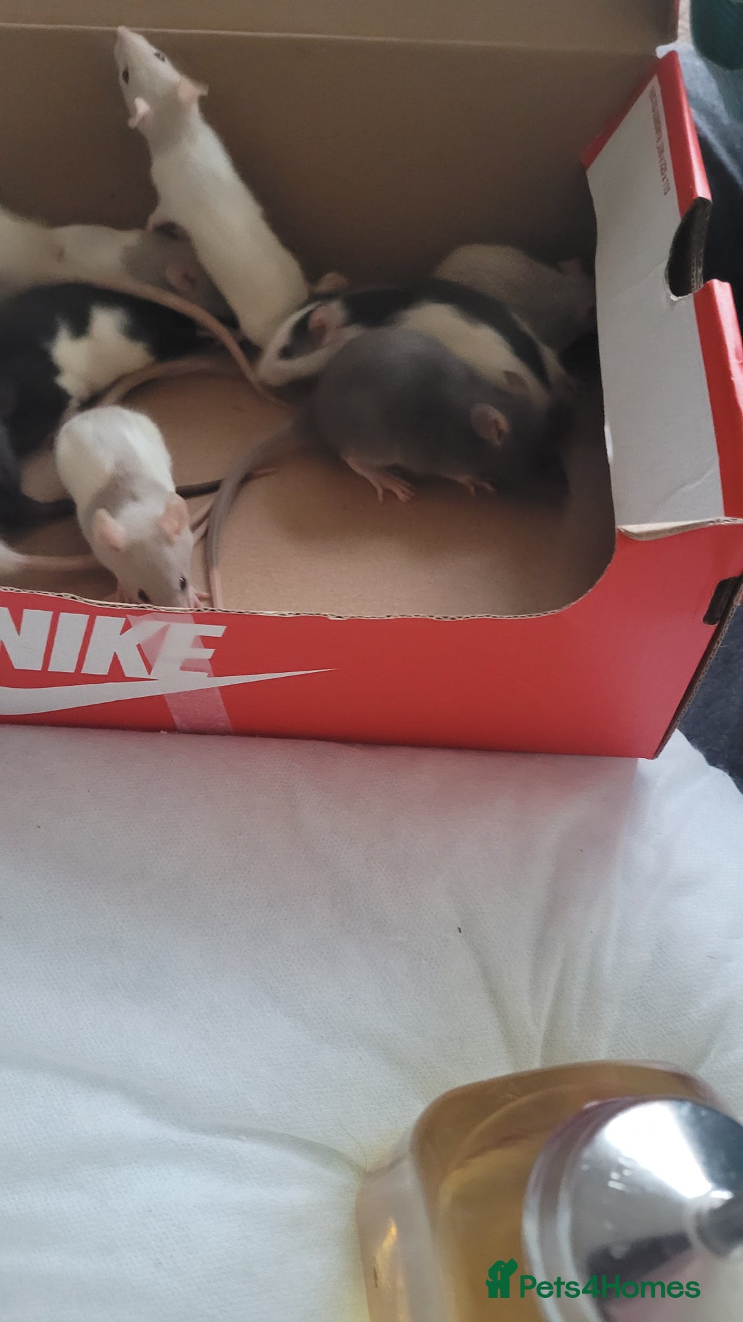 Rat rodents for sale: Male and female rats ❤️💙 - Image 1