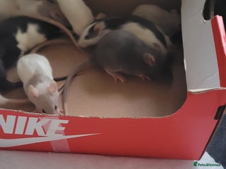 Rat rodents for sale - Advert 1