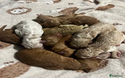 Labradoodle dogs for sale: Standard labradoodles  - Image 1