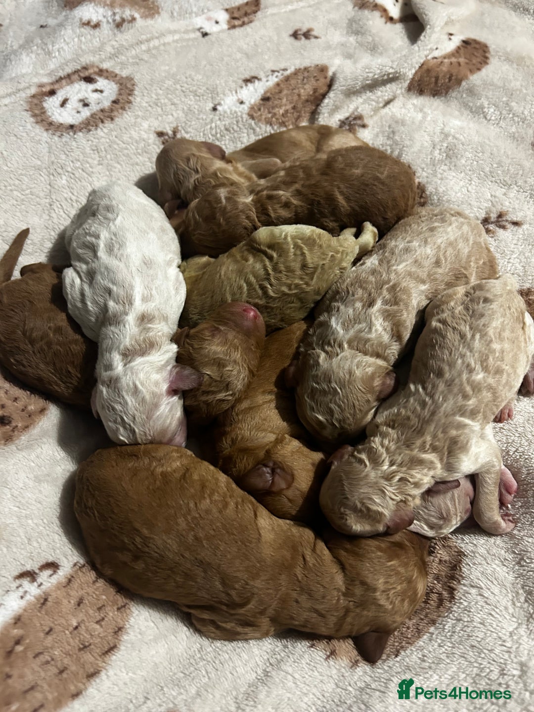 Labradoodle dogs for sale: Standard labradoodles  - Image 1