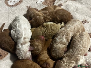 Labradoodle dogs - Advert 4
