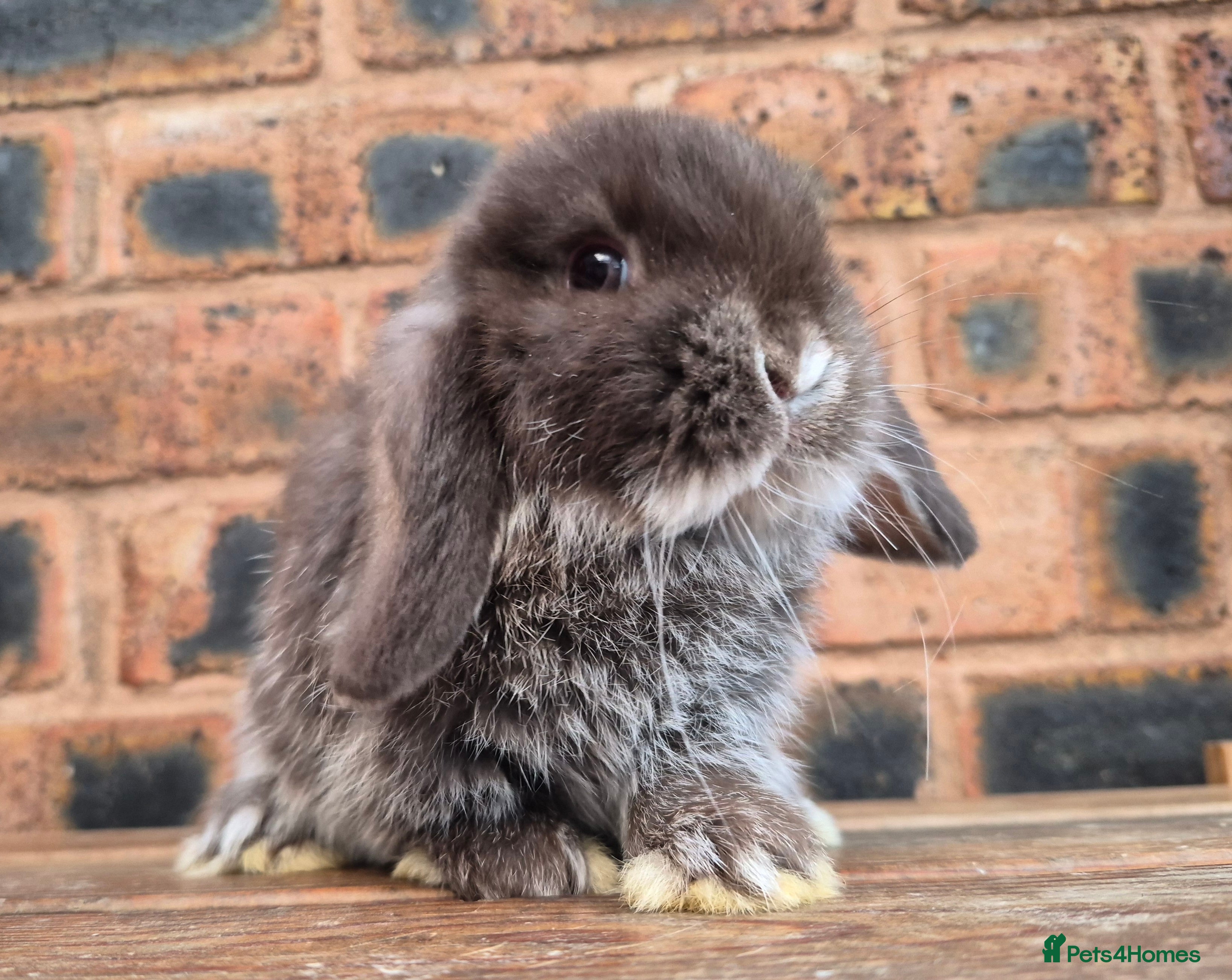 Mini Lop rabbits Friendly mini lop babies ready now - Advert 1