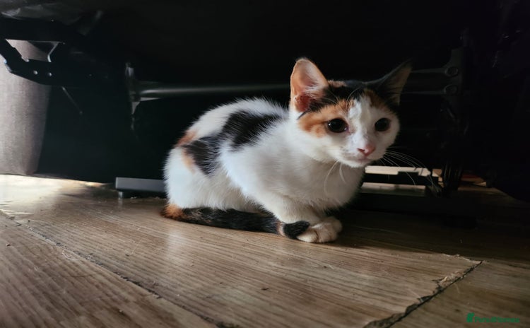 Mixed Breed cats - Advert 1
