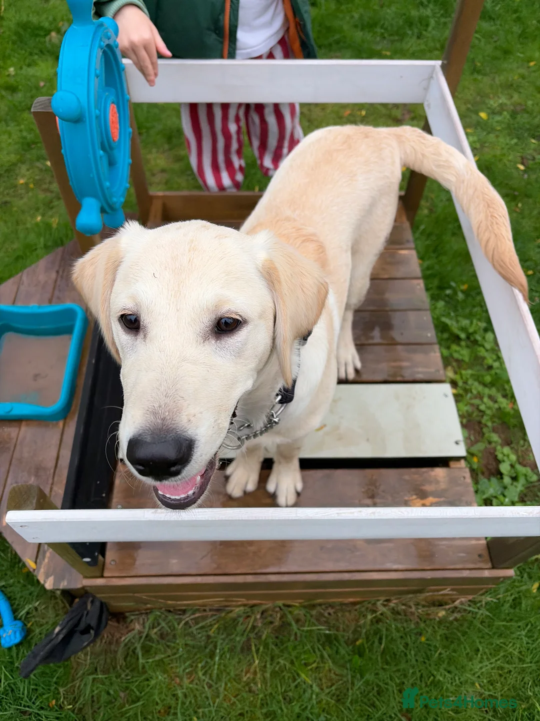 Goldador dogs for sale: Goldador pup - Advert 2