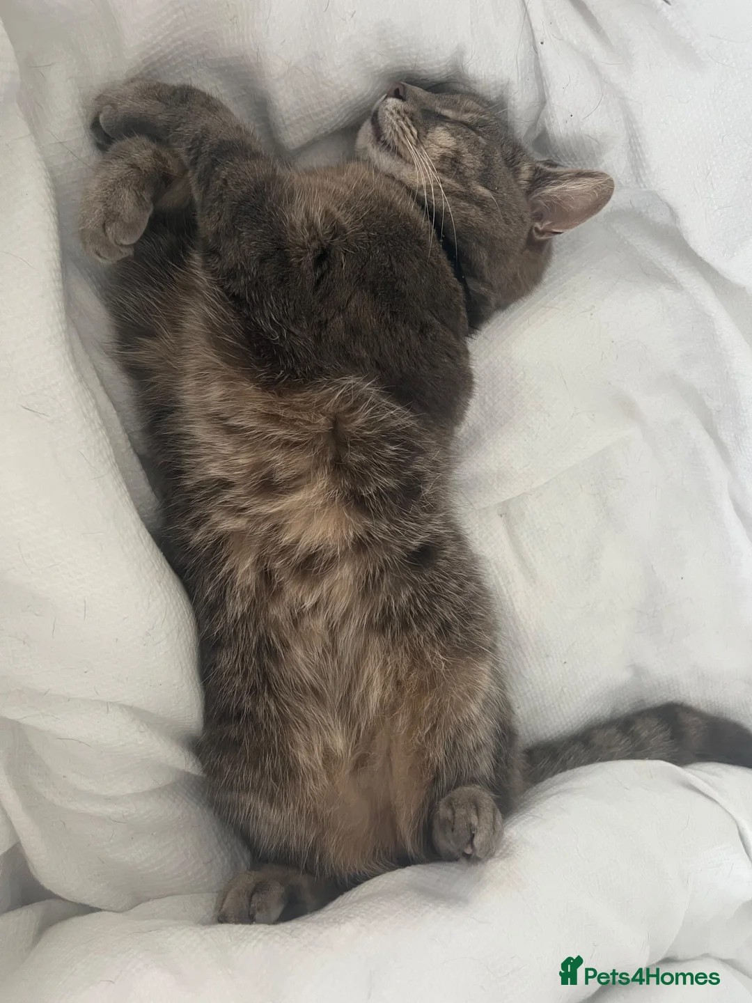 Mixed Breed cats for sale: Loving distinguished gentleman -Free - Advert 4