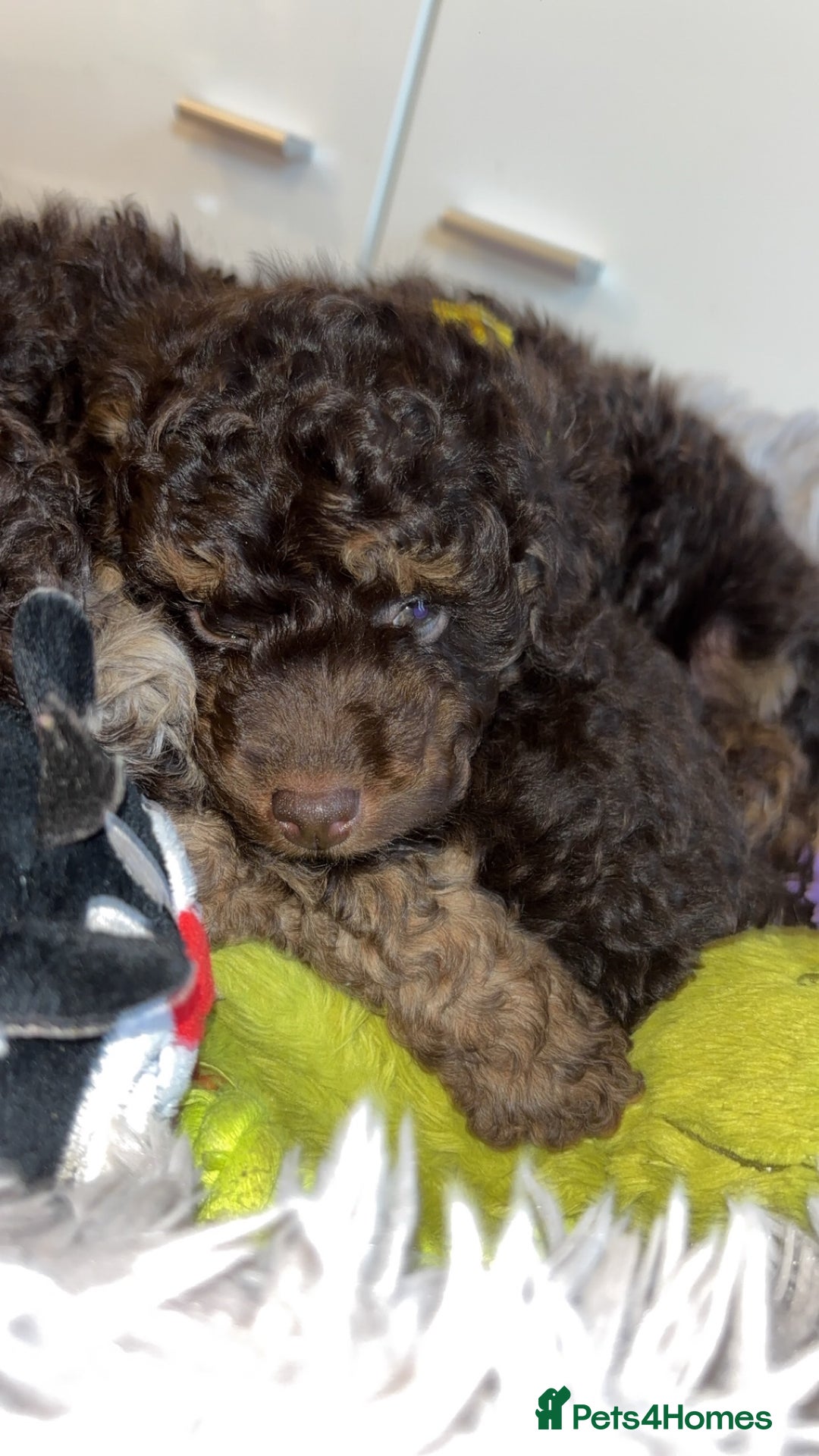 Cockapoo dogs for sale: Beautiful F2B Toy Cockapoo Puppies - Advert 25